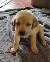 Marley AKC, a female Labrador Retriever for sale in Wesley Chapel, FL – 1 of 5