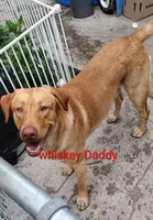 Raven AKC , a female Labrador Retriever for sale in Wesley Chapel, FL – 5 of 5