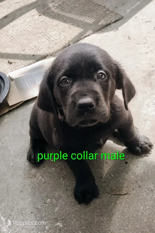 Purple collar – Labrador Retriever puppy for sale in Wesley Chapel, FL