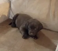 Almond Joy AKC, a female Labrador Retriever for sale in Wesley Chapel, FL – Photo 1 of 5