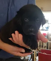 Purple collar, a male Labrador Retriever for sale in Wesley Chapel, FL – 2 of 2