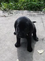 Tan collar, a female Labrador Retriever for sale in Wesley Chapel, FL – 3 of 3