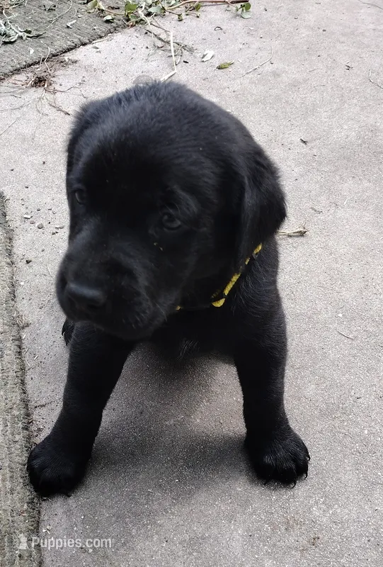 Yellow collar – Labrador Retriever puppy for sale in Wesley Chapel, FL