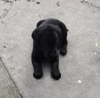 Green collar, a male Labrador Retriever for sale in Wesley Chapel, FL – 2 of 2