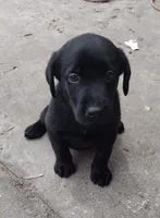 Shadow AKC, a male Labrador Retriever for sale in Wesley Chapel, FL – 2 of 6