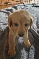 Whiskey AKC, a male Labrador Retriever for sale in Wesley Chapel, FL – 2 of 4
