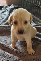 Buck AKC, a male Labrador Retriever for sale in Wesley Chapel, FL – 3 of 5