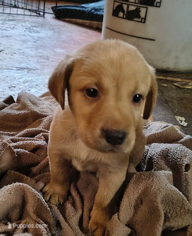Rose AKC – Labrador Retriever puppy for sale in Wesley Chapel, FL
