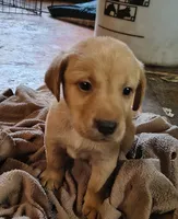 Rose AKC, a female Labrador Retriever for sale in Wesley Chapel, FL – 1 of 5