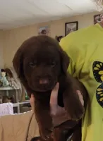 Hershey AKC, a male Labrador Retriever for sale in Wesley Chapel, FL – Photo 4 of 6