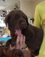 Hershey AKC, a male Labrador Retriever for sale in Wesley Chapel, FL – Photo 2 of 6