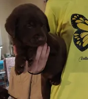 Hershey AKC, a male Labrador Retriever for sale in Wesley Chapel, FL – Photo 1 of 6