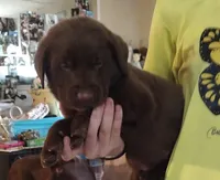 Hershey AKC, a male Labrador Retriever for sale in Wesley Chapel, FL – Photo 3 of 6