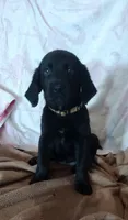 Midnight AKC, a female Labrador Retriever for sale in Wesley Chapel, FL – 5 of 8