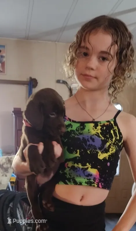 Coco AKC – Labrador Retriever puppy for sale in Wesley Chapel, FL