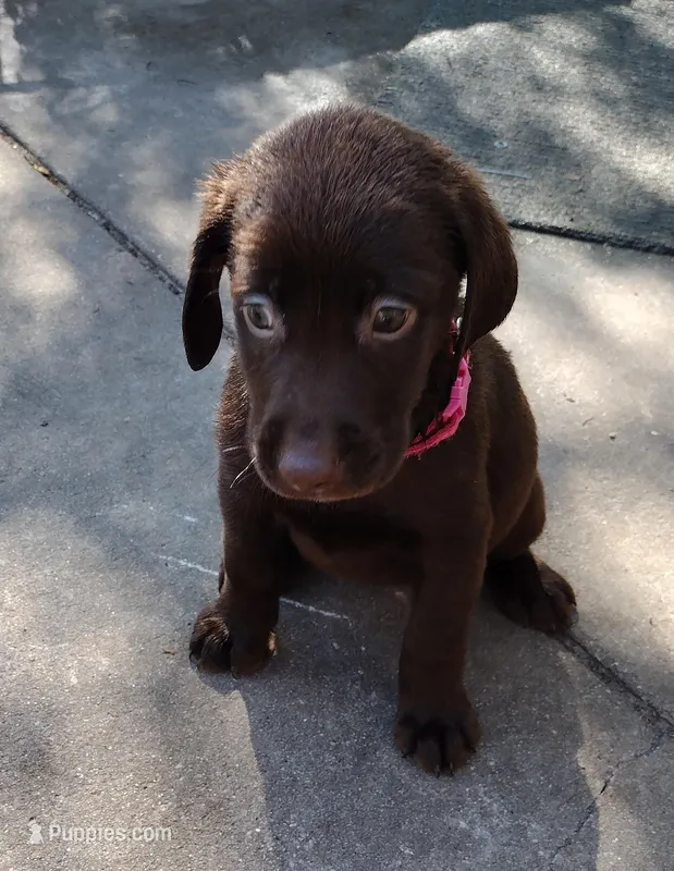 Coco AKC – Labrador Retriever puppy for sale in Wesley Chapel, FL