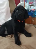 Raven AKC , a female Labrador Retriever for sale in Wesley Chapel, FL – 2 of 5