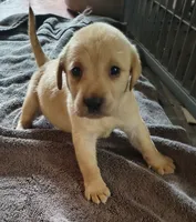 Buck AKC, a male Labrador Retriever for sale in Wesley Chapel, FL – 2 of 5