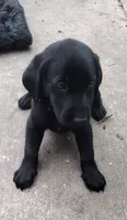 Brutus AKC, a male Labrador Retriever for sale in Wesley Chapel, FL – 1 of 6