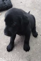 Brutus AKC, a male Labrador Retriever for sale in Wesley Chapel, FL – 2 of 6