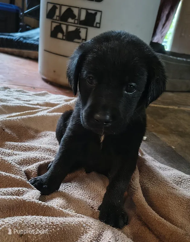 Rocket AKC – Labrador Retriever puppy for sale in Wesley Chapel, FL