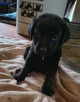 Rocket AKC, a male Labrador Retriever for sale in Wesley Chapel, FL – 1 of 3