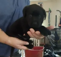 Black collar, a male Labrador Retriever for sale in Wesley Chapel, FL – 2 of 2
