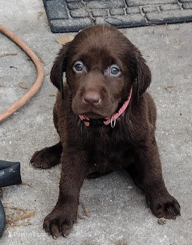 Milky Way AKC – Labrador Retriever puppy for sale in Wesley Chapel, FL