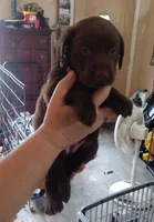 Milky Way AKC, a female Labrador Retriever for sale in Wesley Chapel, FL – Photo 2 of 5