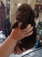 Milky Way AKC, a female Labrador Retriever for sale in Wesley Chapel, FL – Photo 4 of 5