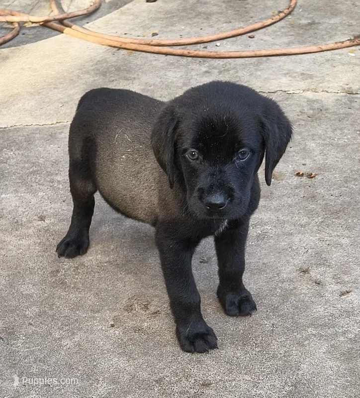 Rocket AKC – Labrador Retriever puppy for sale in Wesley Chapel, FL