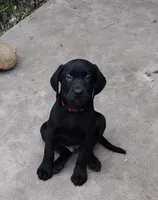 Loki AKC, a male Labrador Retriever for sale in Wesley Chapel, FL – 2 of 9
