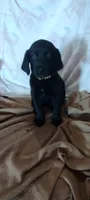 Midnight AKC, a female Labrador Retriever for sale in Wesley Chapel, FL – 7 of 8