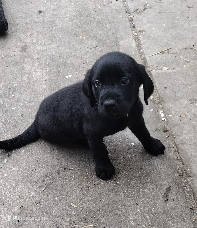 Orange collar – Labrador Retriever puppy for sale in Wesley Chapel, FL