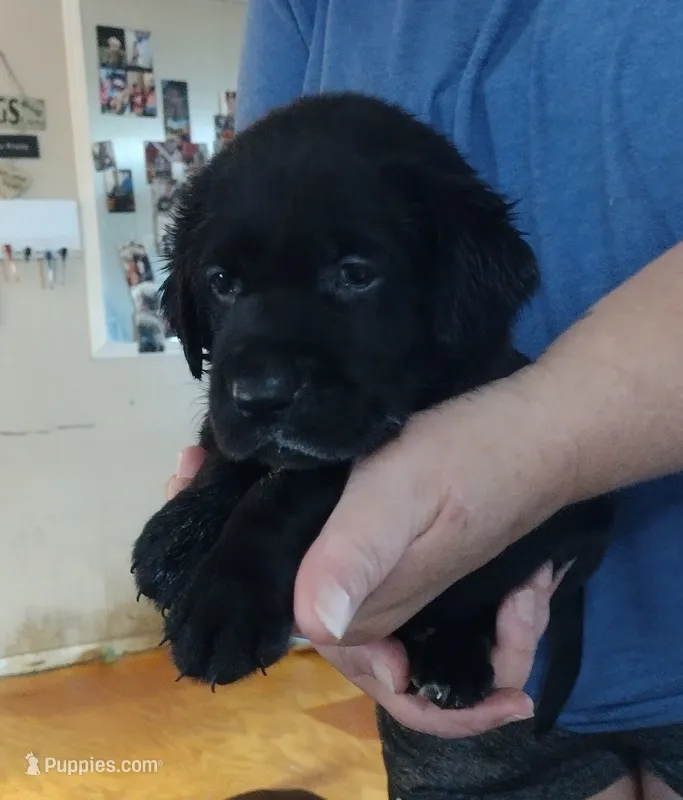 Purple collar – Labrador Retriever puppy for sale in Wesley Chapel, FL