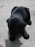 Red collar, a male Labrador Retriever for sale in Wesley Chapel, FL – 4 of 8