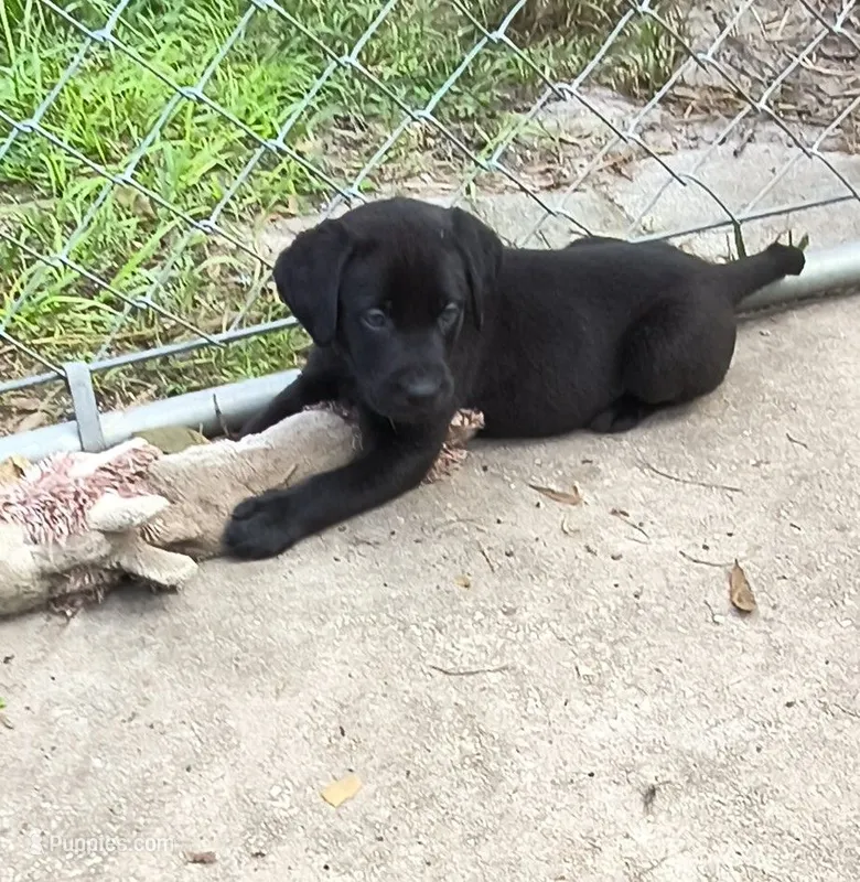 Raven AKC – Labrador Retriever puppy for sale in Wesley Chapel, FL