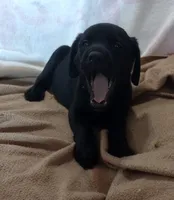 Tank AKC, a male Labrador Retriever for sale in Wesley Chapel, FL – 7 of 9