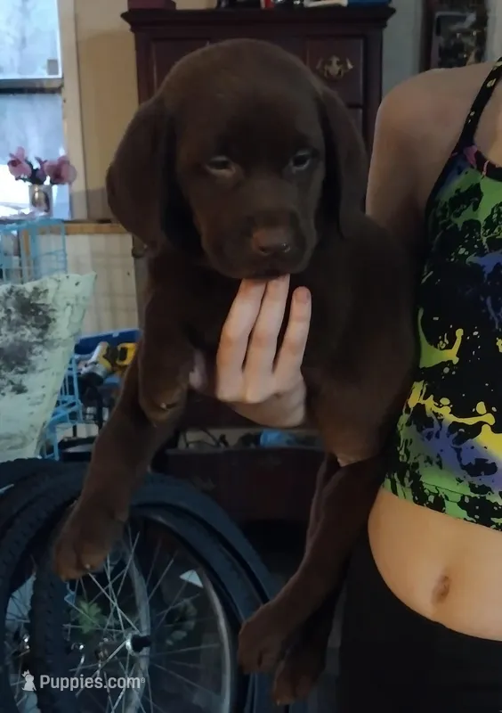 Milky Way AKC – Labrador Retriever puppy for sale in Wesley Chapel, FL