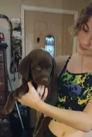 Milky Way AKC, a female Labrador Retriever for sale in Wesley Chapel, FL – Photo 2 of 5