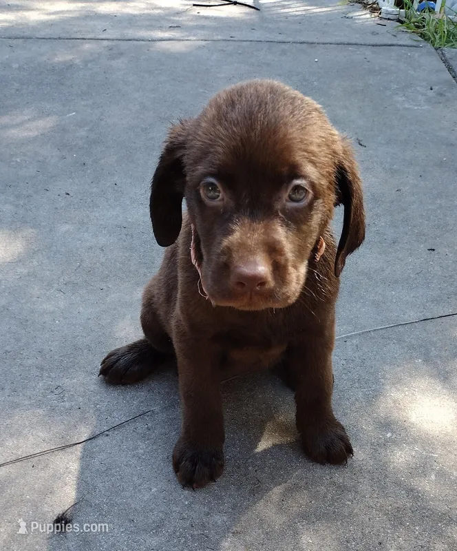 Milky Way AKC – Labrador Retriever puppy for sale in Wesley Chapel, FL