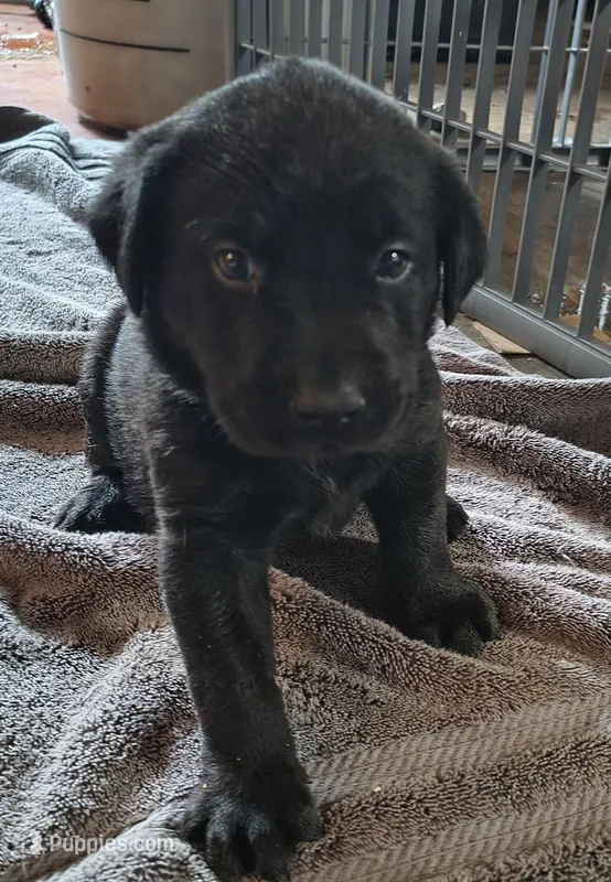 Brutus AKC – Labrador Retriever puppy for sale in Wesley Chapel, FL