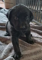 Brutus AKC, a male Labrador Retriever for sale in Wesley Chapel, FL – 1 of 5