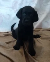 Thor AKC, a male Labrador Retriever for sale in Wesley Chapel, FL – 5 of 8