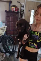 Twix AKC, a female Labrador Retriever for sale in Wesley Chapel, FL – Photo 2 of 5