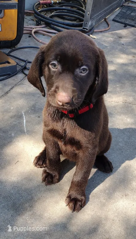 Twix AKC – Labrador Retriever puppy for sale in Wesley Chapel, FL