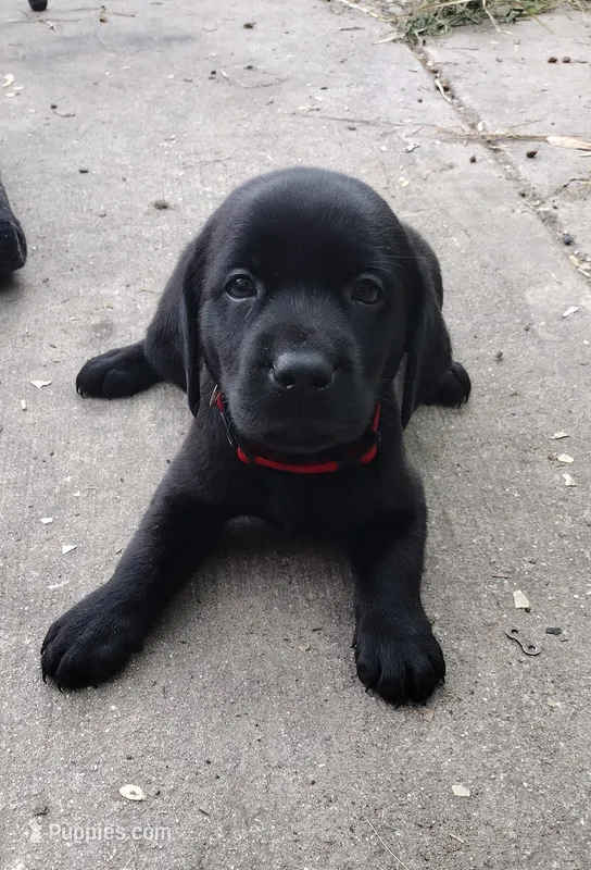 Red collar – Labrador Retriever puppy for sale in Wesley Chapel, FL