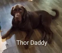 Zero AKC, a male Labrador Retriever for sale in Wesley Chapel, FL – Photo 3 of 5