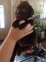 Zero AKC, a male Labrador Retriever for sale in Wesley Chapel, FL – Photo 4 of 5