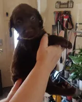 Zero AKC, a male Labrador Retriever for sale in Wesley Chapel, FL – Photo 2 of 5